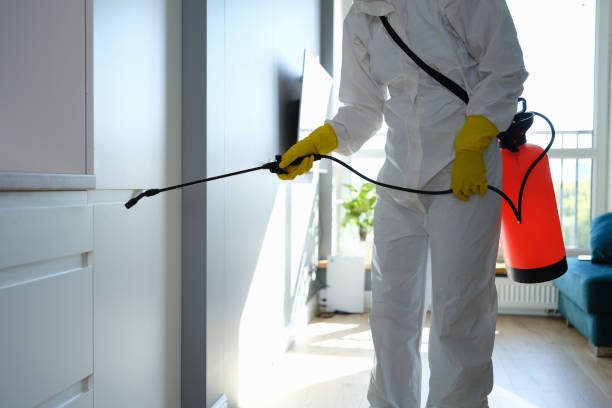 Best Basement Mold Remediation in Cross Plains, WI