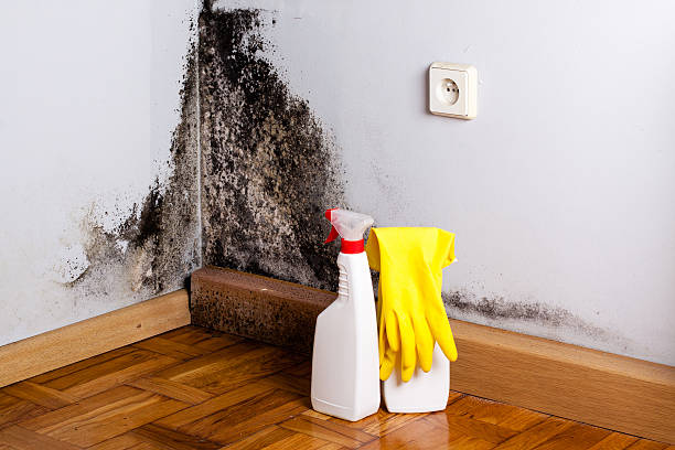 Best Health and Safety Mold Remediation in Cross Plains, WI